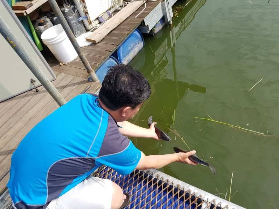 고삼지 양촌 안정된 수위에서 1m2m초반권에서 나온 사짜소식과 마릿수 소식입니다 (유료터정보 - 유료터점주조황)