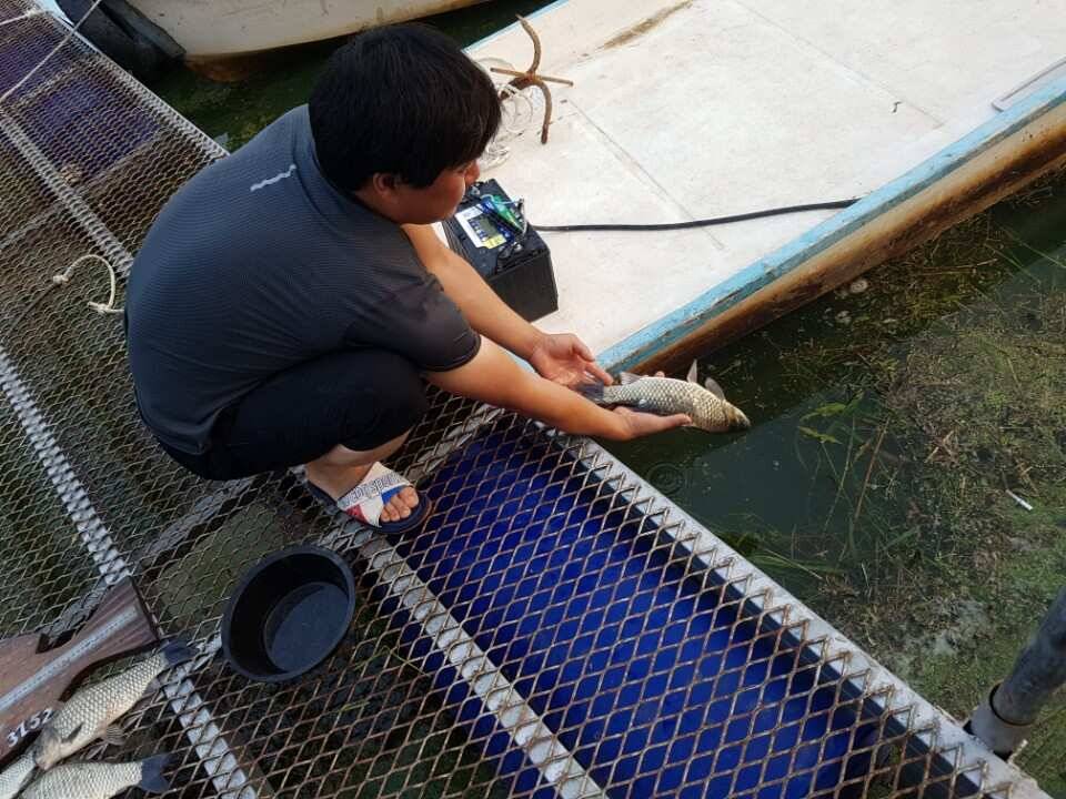 고삼지 양촌지속적으로 수위가 회복되면서 사이즈가 큰 붕어들이 올라와주고 있습니다 (유료터정보 - 유료터점주조황)