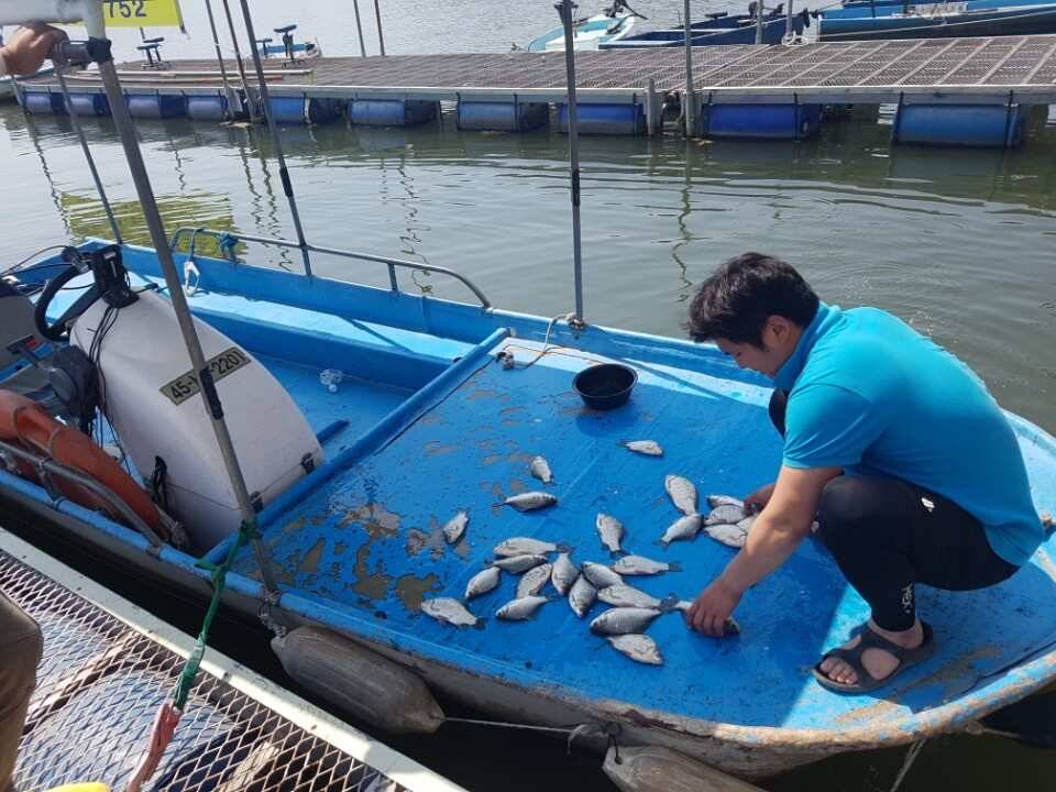 고삼지양촌안정된 수위속에 마릿수 조과를 보여주고 있습니다 (유료터정보 - 유료터점주조황)