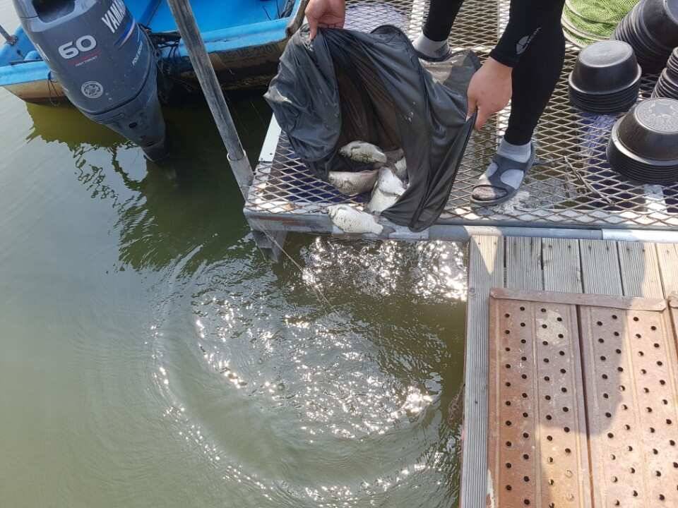 고삼지양촌배수가 중단되고 수위가 안정되면서 마릿수 조황을 기대해봅니다 (유료터정보 - 유료터점주조황)