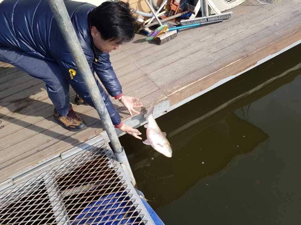 고삼지양촌최상류포인트에 다시 붕어들이 모여들기 시작했습니다 (유료터정보 - 유료터점주조황)