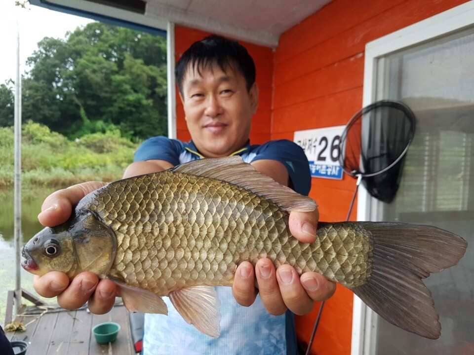 고삼지양촌내리는 비속의 양촌 대물조황입니다 (유료터정보 - 유료터점주조황)