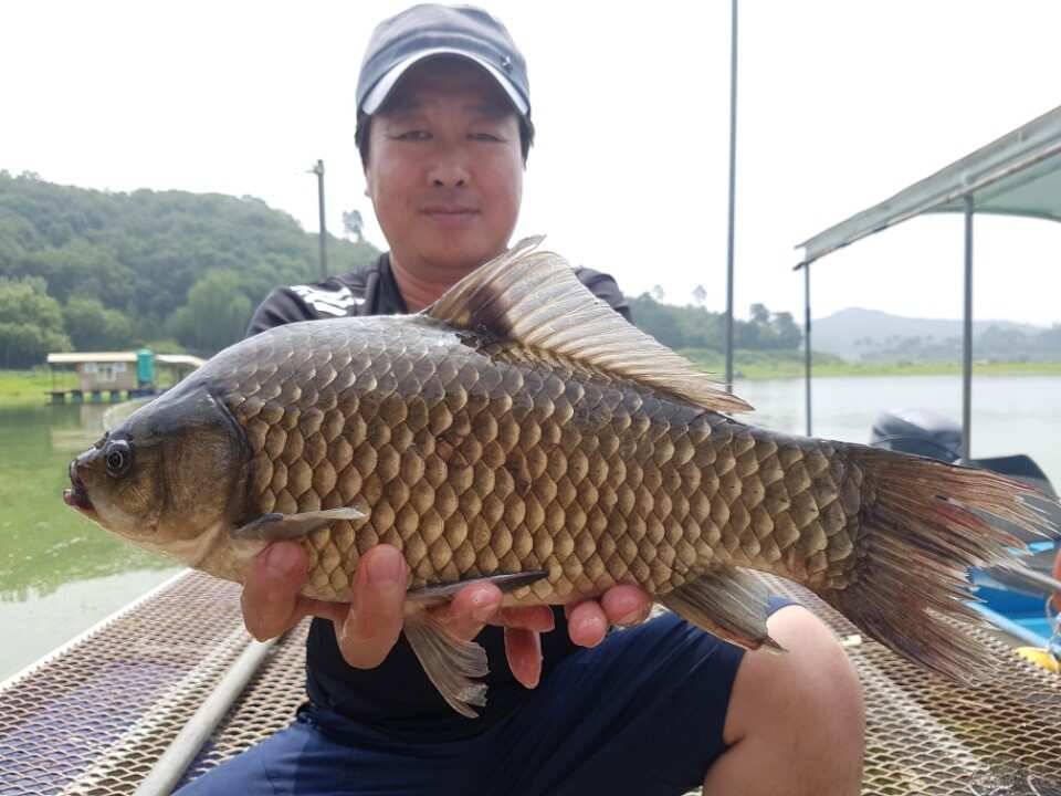 고삼지양촌고삼지 최고의 포인트 양촌에서 4짜 소식과 마릿 수 소식 전합니다 (유료터정보 - 유료터점주조황)