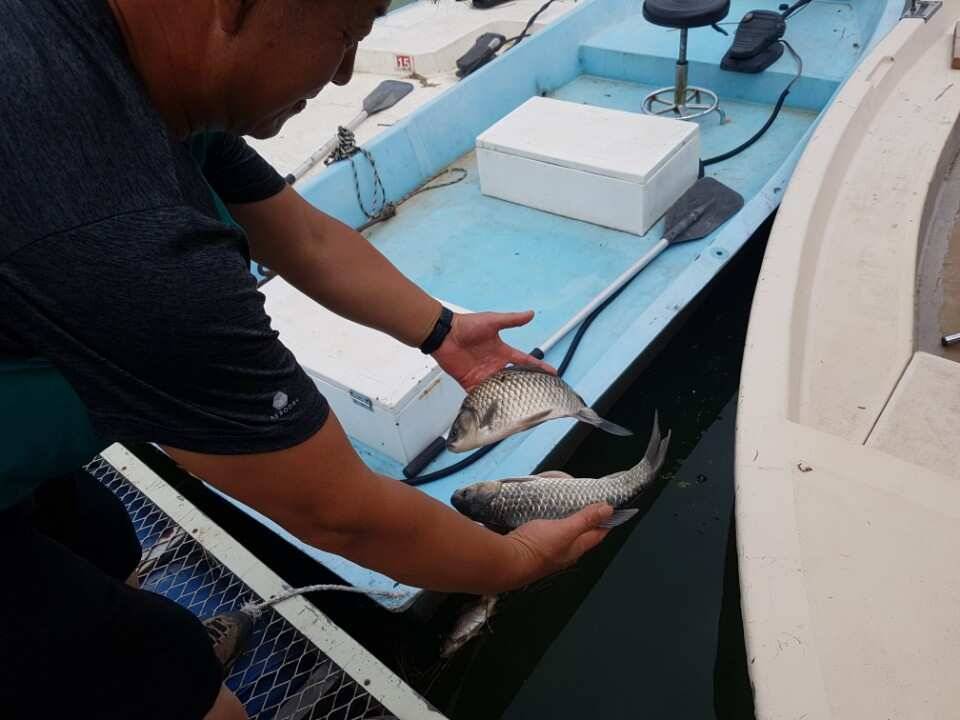 고삼지양촌고삼지 최고의 포인트 양촌에서 4짜 소식과 마릿 수 소식 전합니다 (유료터정보 - 유료터점주조황)