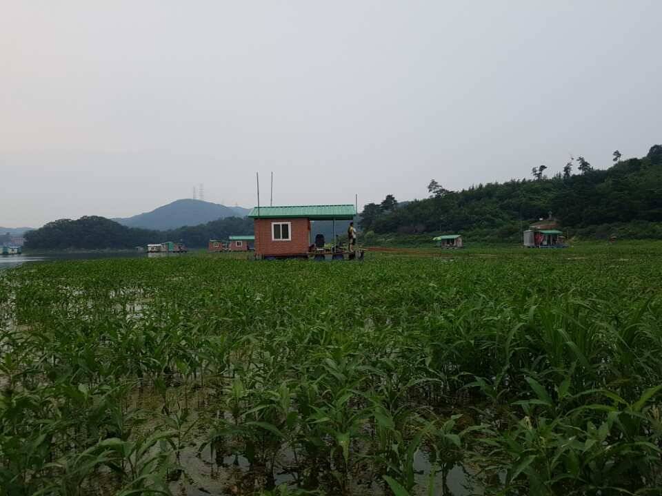 고삼지양촌고삼지 최고의 포인트 양촌에서 4짜 소식과 마릿 수 소식 전합니다 (유료터정보 - 유료터점주조황)