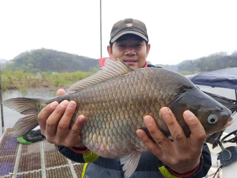 고삼지양촌4짜가 초라해보이는 5짜떡붕어 출현 그리고 연속되는 대물조황 (유료터정보 - 유료터점주조황)