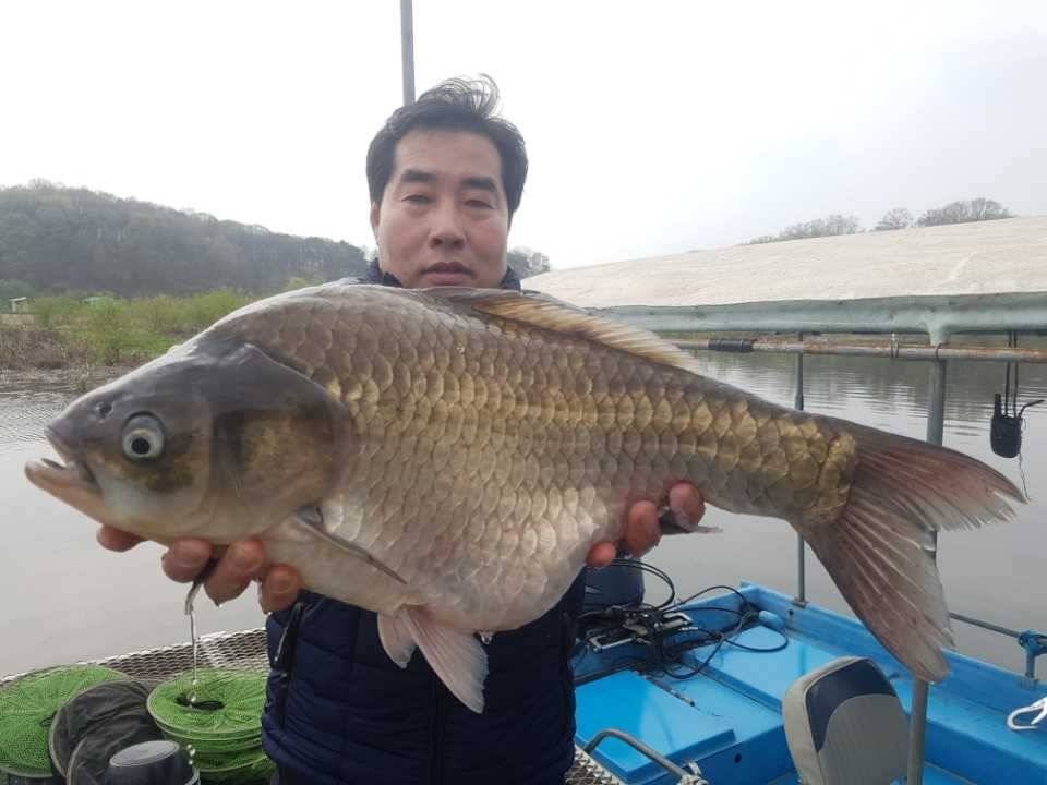 고삼지양촌4짜가 초라해보이는 5짜떡붕어 출현 그리고 연속되는 대물조황 (유료터정보 - 유료터점주조황)