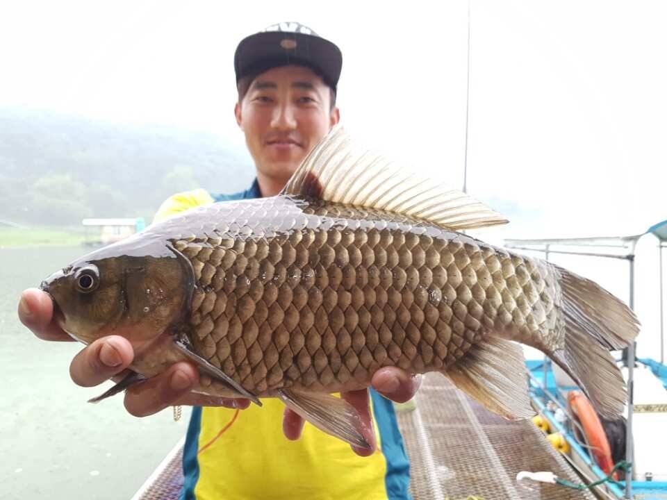 고삼지양촌4짜와 마릿수 조과 갈수기에 포인트 정리해 놓은 곳들이 빛이 나고 있습니다 (유료터정보 - 유료터점주조황)