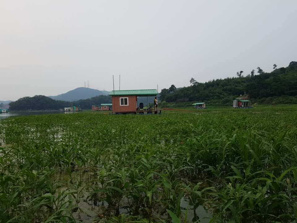 고삼지양촌4짜와 마릿수 조과 갈수기에 포인트 정리해 놓은 곳들이 빛이 나고 있습니다 (유료터정보 - 유료터점주조황)
