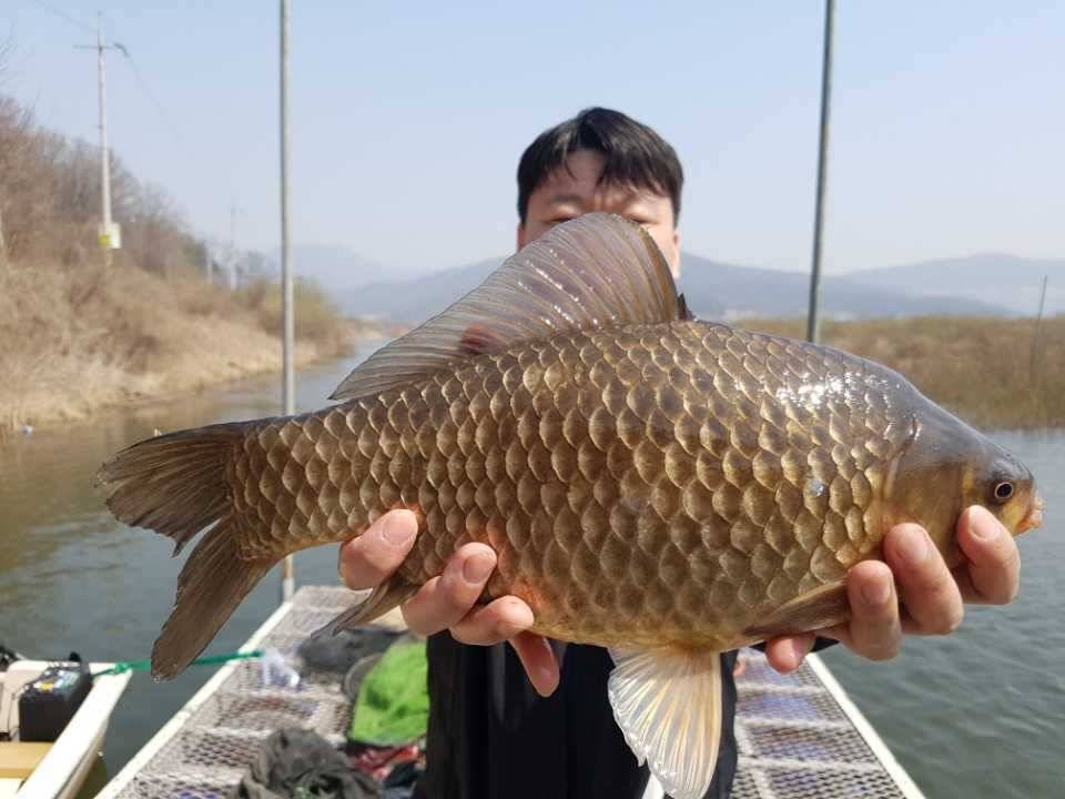 고삼지양촌4짜를 만나려면 양촌으로 Go go (유료터정보 - 유료터점주조황)