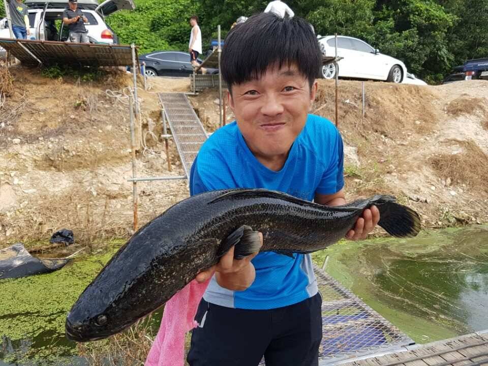 45cm 대박조황 토종을 비롯한 4짜 대물이 연일 출몰하는 양촌 소식입니다 (유료터정보 - 유료터점주조황)