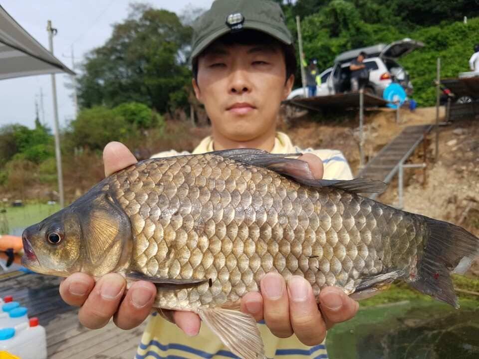 45cm 대박조황 토종을 비롯한 4짜 대물이 연일 출몰하는 양촌 소식입니다 (유료터정보 - 유료터점주조황)