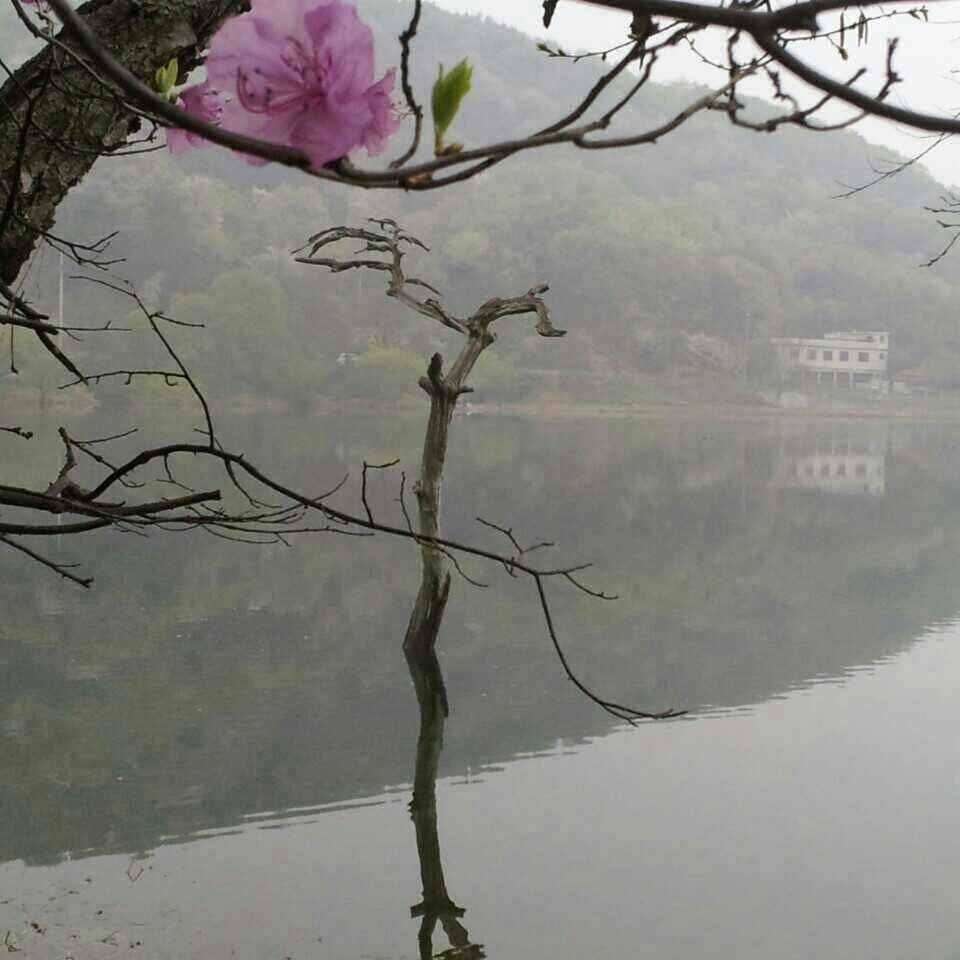 안성죽산장계지 (유료터정보 - 유료터점주조황)