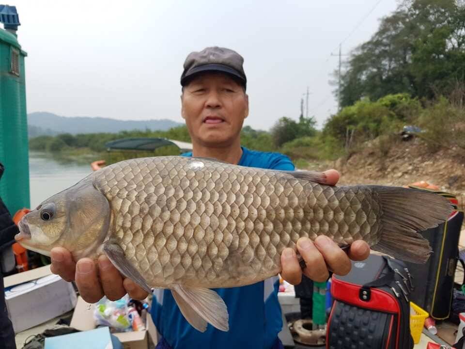 고삼지양촌4짜 명당 양촌의 흔한 4짜 소식입니다 (유료터정보 - 유료터점주조황)