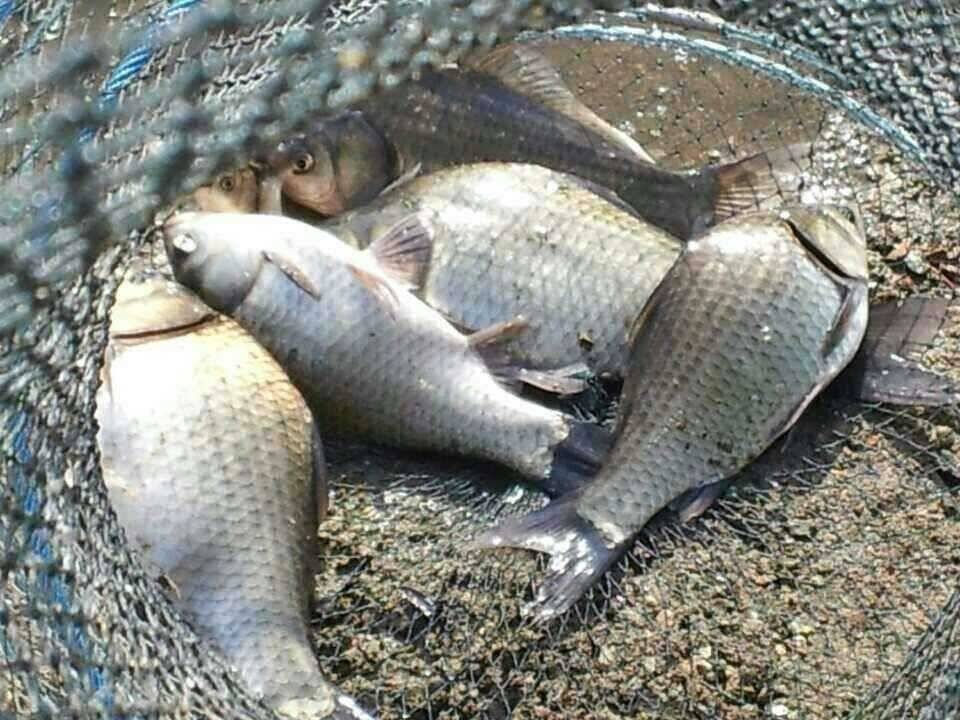 유료터정보 > 유료터점주조황 > 안성죽산장계지