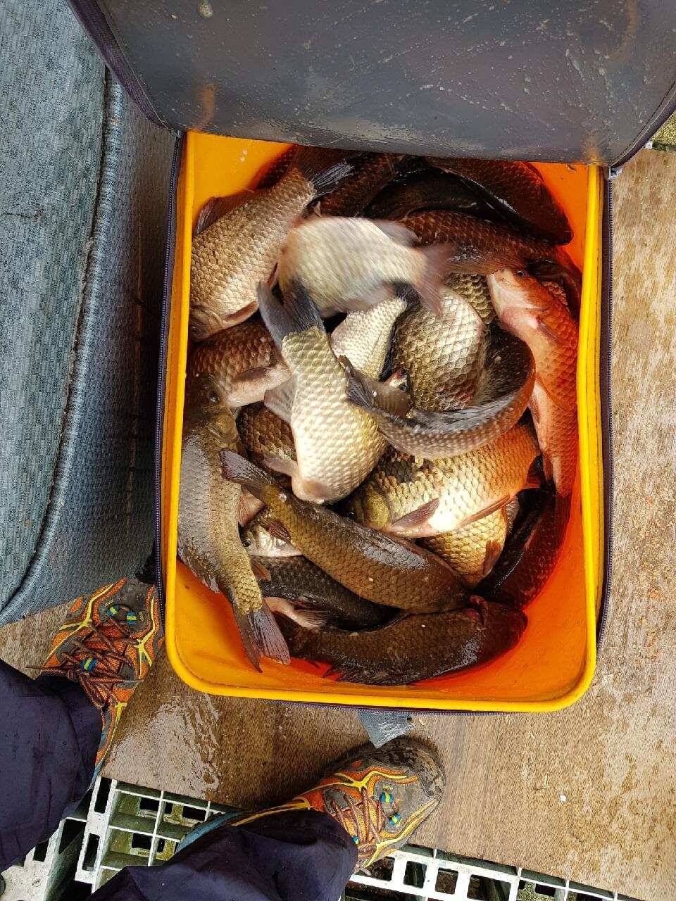 경주동산낚시터 지난주 조황 (유료터정보 - 유료터점주조황)