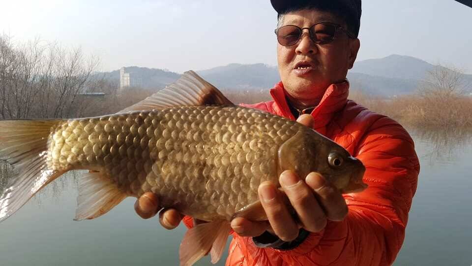 31절 연휴 조황 대물붕어 (유료터정보 - 유료터점주조황)