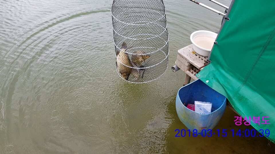 경주 동산낚시터 지난주 조황 (유료터정보 - 유료터점주조황)