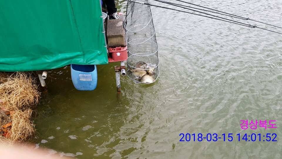경주 동산낚시터 지난주 조황 (유료터정보 - 유료터점주조황)