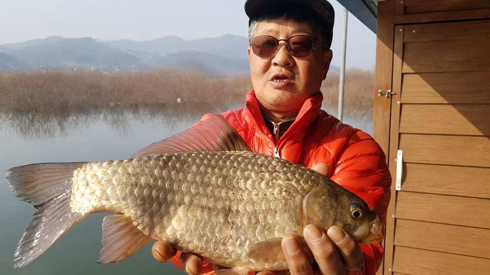 31절 연휴 조황 대물붕어 (유료터정보 - 유료터점주조황)