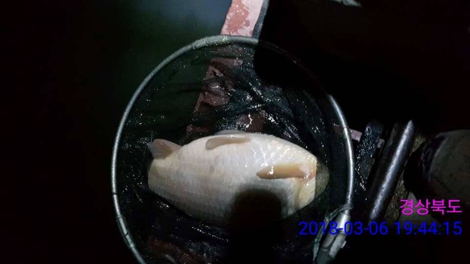 경주 동산낚시터 이번주 개장합니다 (유료터정보 - 유료터점주조황)