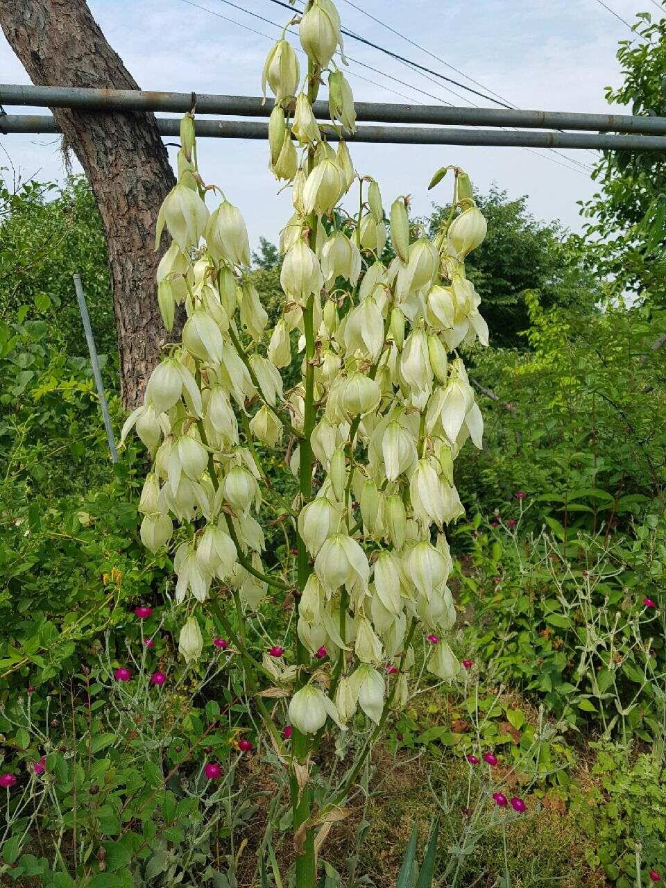 아산 안골지 폭염속에서도 4짜는 계속됩니다 (유료터정보 - 유료터점주조황)