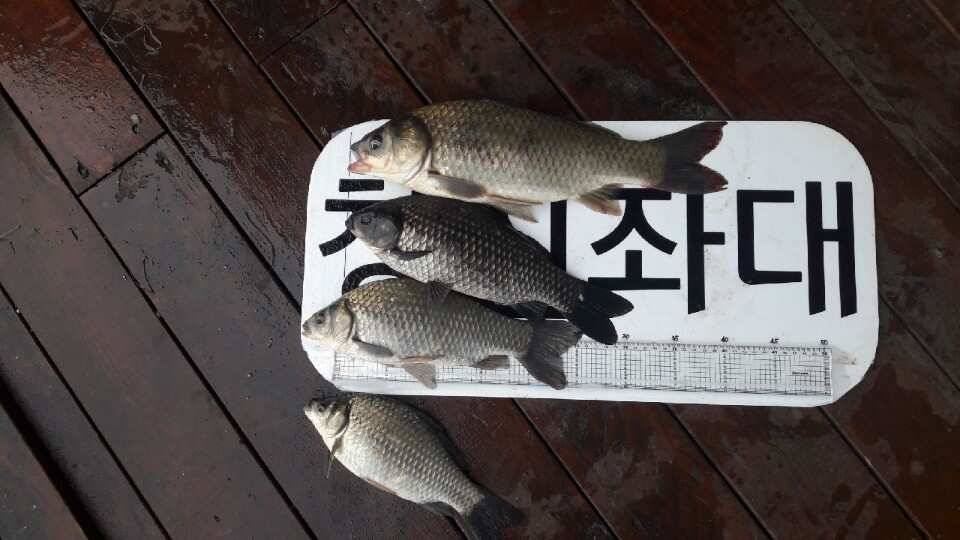 송전지 창신좌대 조황 (유료터정보 - 유료터점주조황)