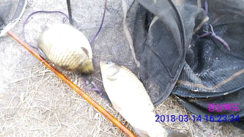 경주 동산낚시터 지난주 조황 (유료터정보 - 유료터점주조황)
