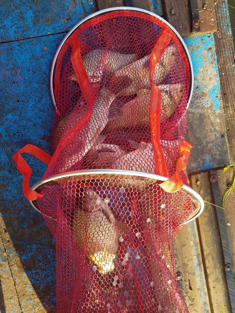 대물붕어 향하여 (유료터정보 - 유료터점주조황)