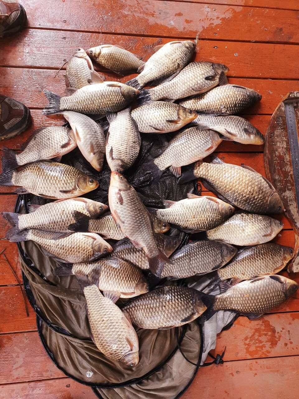 fish_pay_711ee_014259_32117.jpg