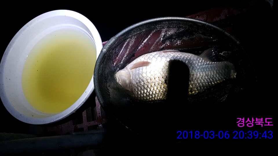 경주 동산낚시터 이번주 개장합니다 (유료터정보 - 유료터점주조황)