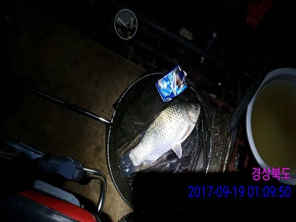 경주동산낚시터 월척이 마리수로 터졌습니다 (유료터정보 - 유료터점주조황)