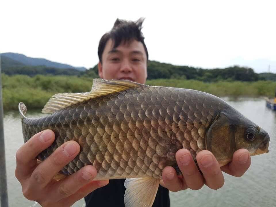 본격적이 가을 패턴에 접어들고 있습니다 그리고 15일 이후 배수가 완전 중단되어 올해 중에는 배수계획이 없습니다 이제 안정된 수위에서 큰녀석들의 입질을 보실 일만 남았습니다 아무래도 고삼지 최고의 최상류 포인트에서 포텐이 터질 수 밖에 없습니다 낮동안의 일조량으로 인해 아직은 대류가 있는 상황입니다 잘 아시겠지만 큰녀석들은 다소 찌맞춤이 무겁더라도 시원한 입질을 보여줍니다 대류 상황을 극복하면서 대물의 시원한 입질을 보시기엔 다소 무거운 찌 (유료터정보 - 유료터점주조황)