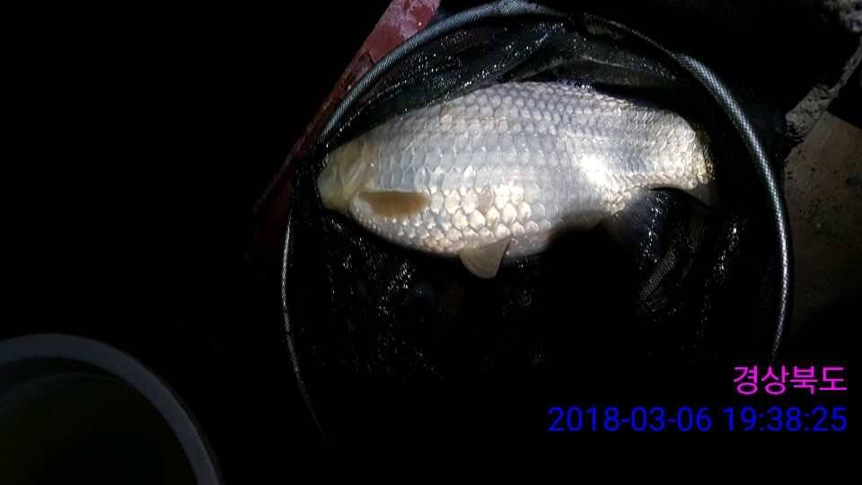 경주 동산낚시터 이번주 개장합니다 (유료터정보 - 유료터점주조황)