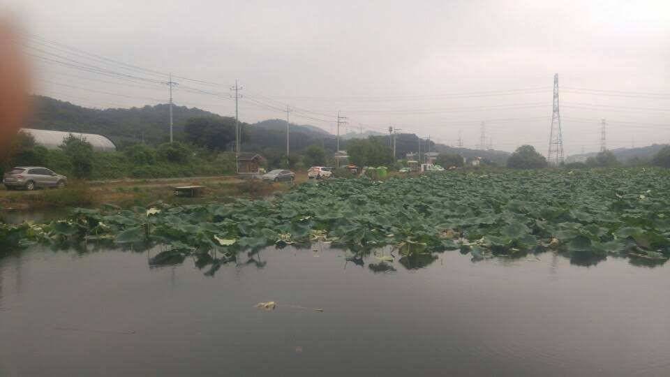 아산안골지 아슬4짜와 행사들입니다 (유료터정보 - 유료터점주조황)