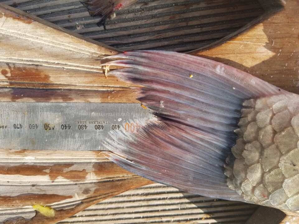 고삼지양촌4짜는 연휴 끝자락까지 이어졌습니다 (유료터정보 - 유료터점주조황)