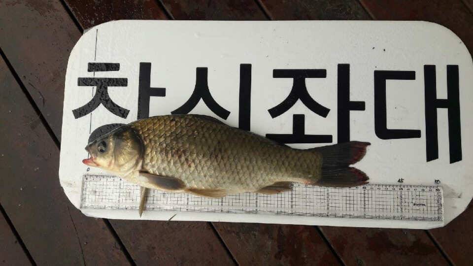 송전지 창신좌대 조황 (유료터정보 - 유료터점주조황)