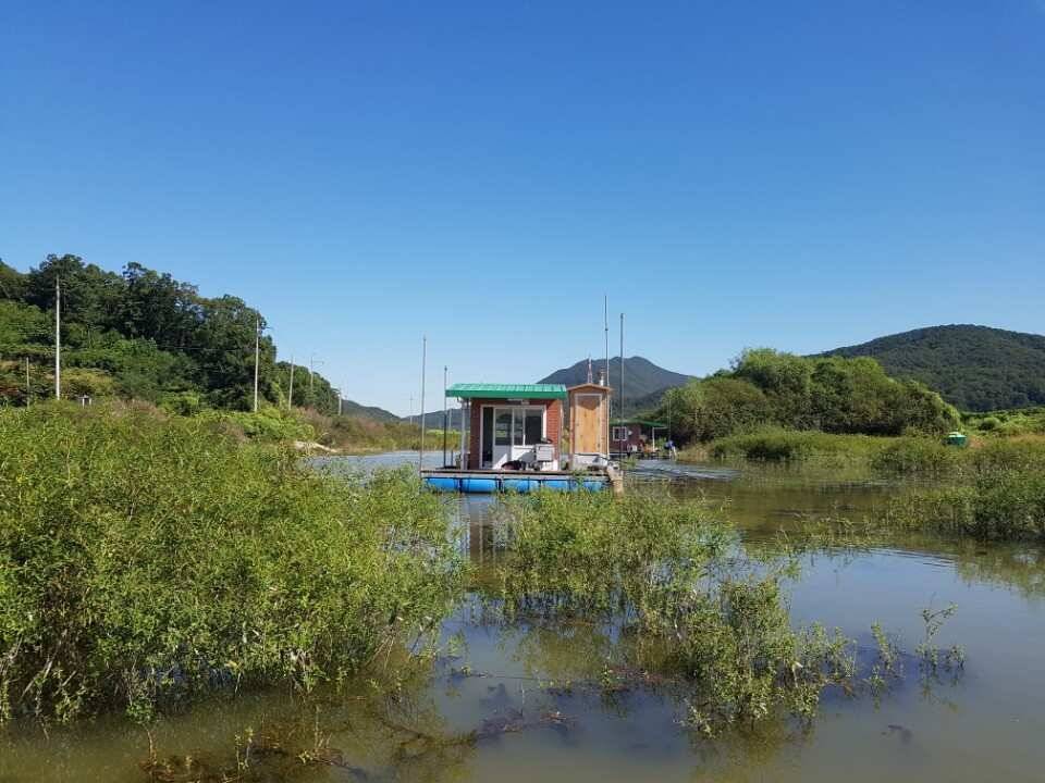 고삼지양촌가을 시즌 대물들이 상류에서 놀이터를 삼고 있네요 (유료터정보 - 유료터점주조황)