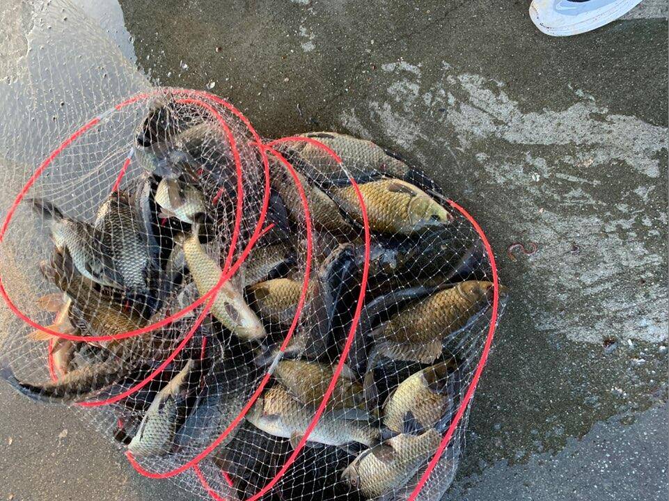공주 고성낚시터 입니다 (유료터정보 - 유료터점주조황)