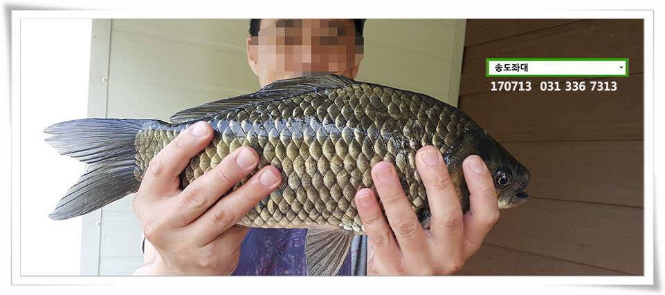 오름 후 들이댐송전지 송도집 좌대 조황 (유료터정보 - 유료터점주조황)