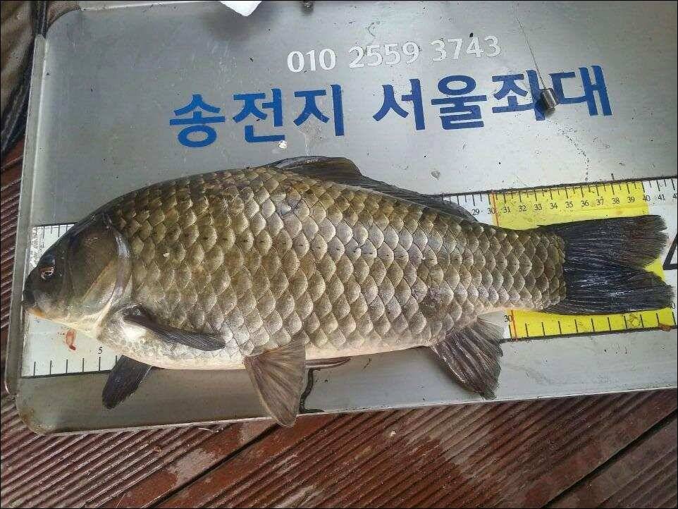 송전지서울좌대시즌시작 (유료터정보 - 유료터점주조황)