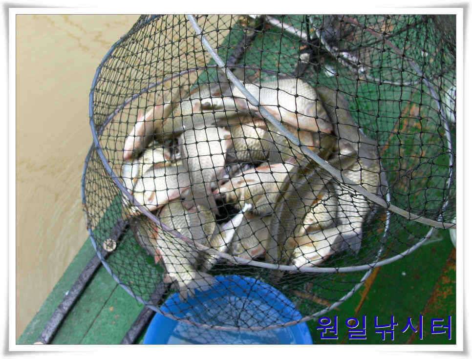 의암호 원일낚시터입니다 (유료터정보 - 유료터점주조황)