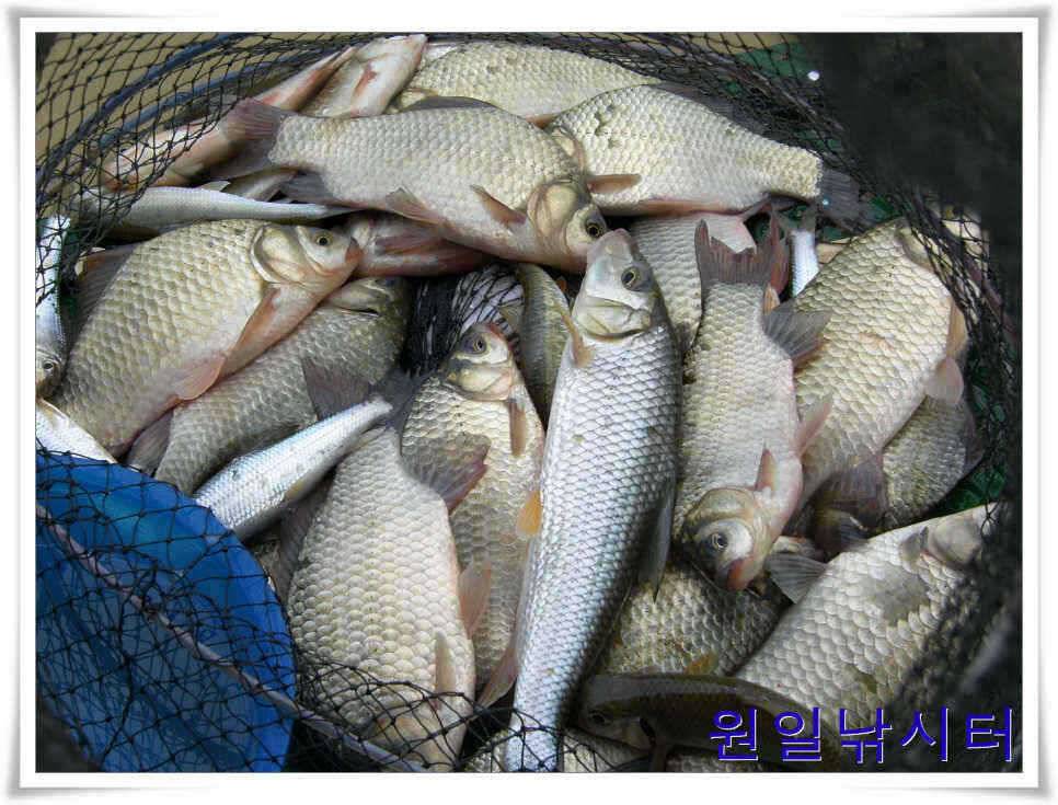 의암호 원일낚시터입니다 (유료터정보 - 유료터점주조황)