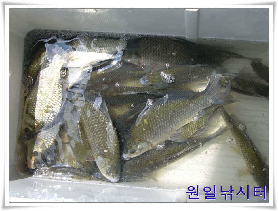 의암호 원일낚시터입니다 (유료터정보 - 유료터점주조황)