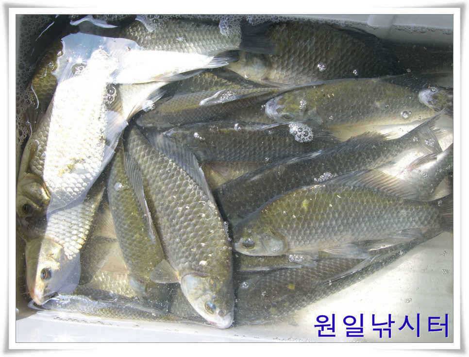 의암호 원일낚시터입니다 (유료터정보 - 유료터점주조황)