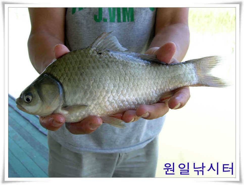 의암호 원일낚시터입니다 (유료터정보 - 유료터점주조황)