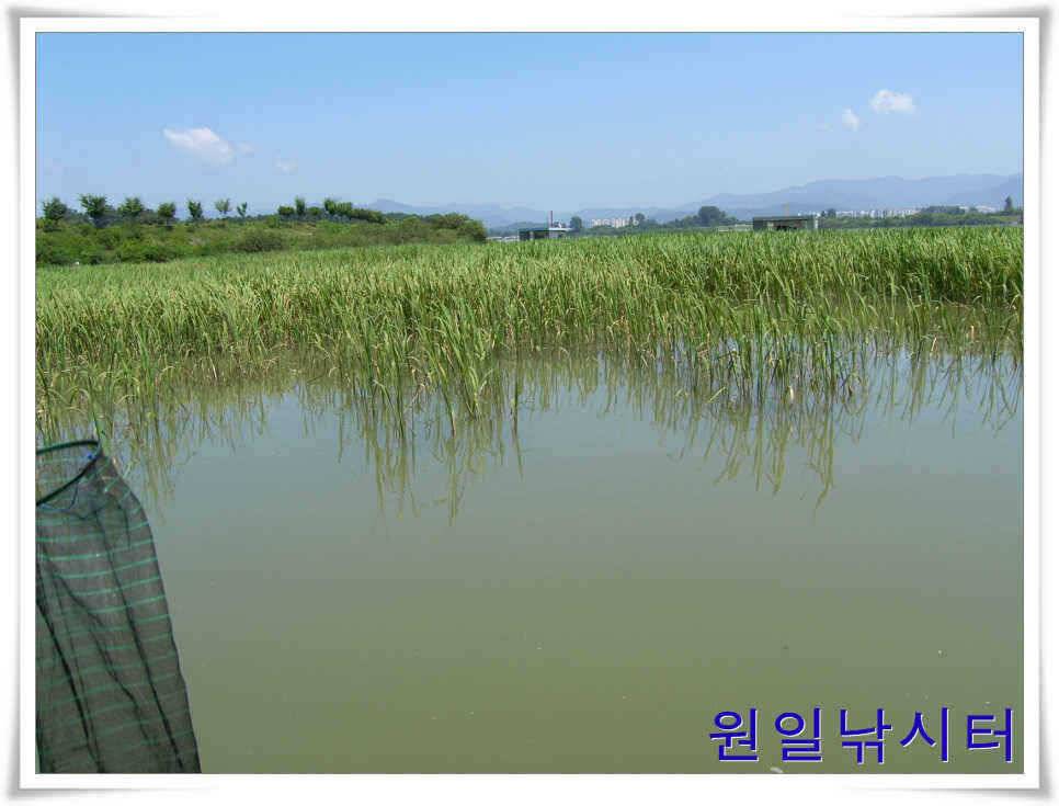 의암호 원일낚시터입니다 (유료터정보 - 유료터점주조황)