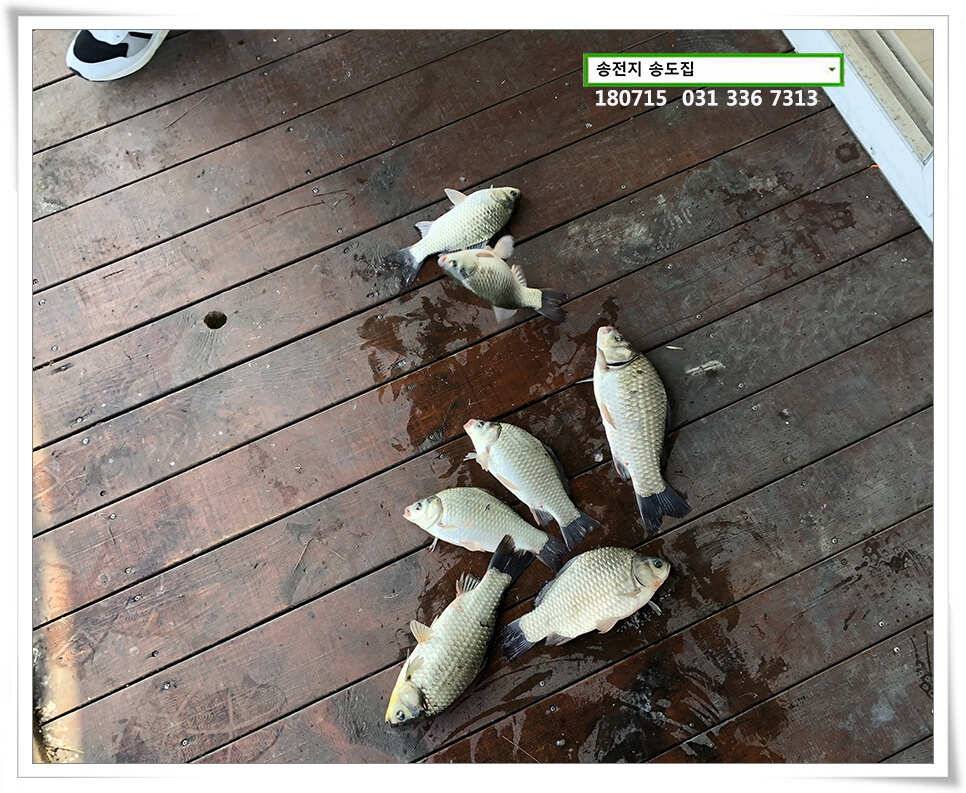 송도좌대 조황 (유료터정보 - 유료터점주조황)