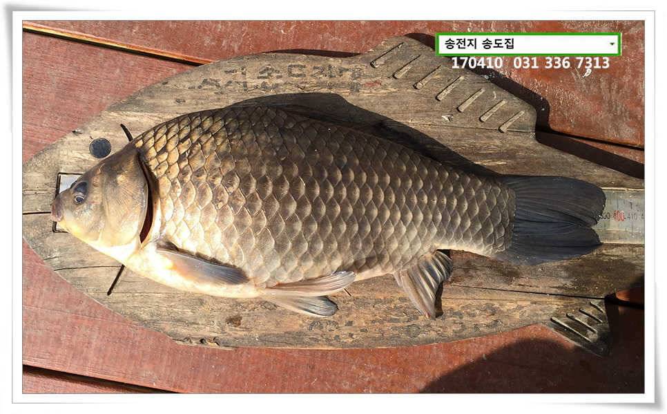 다시 허리급송전지 송도집 좌대 조황 (유료터정보 - 유료터점주조황)