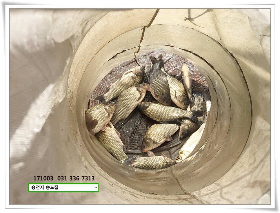 허리급 상면송전지 송도집 좌대 조황 (유료터정보 - 유료터점주조황)